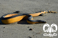 گونه مار دریایی شکم زرد Yellow- bellied Sea Snake 